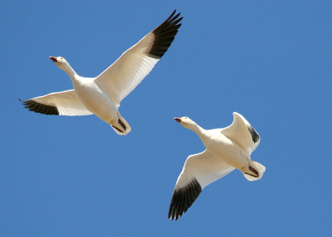 Snow Goose, Chen caerulescens